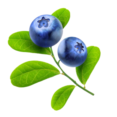 Seeds of Change Organic Quinoe